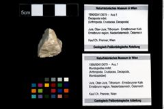 Foto (Objekt + Etikett) von Mundopsidae indet.  (NHMW-GEO-1990-0041-3679)